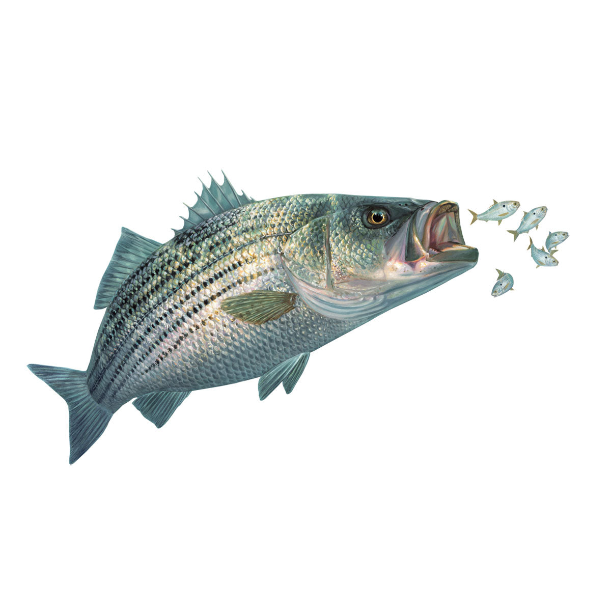 Striped Bass Decal with Baitfish Chased By Striper – Skiff Life