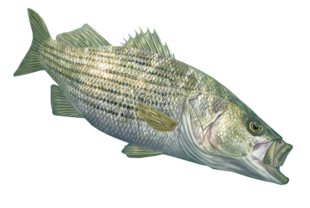 Striper Fish Stickers Authentic Striped Bass Decal by Randy McGovern A –  Skiff Life