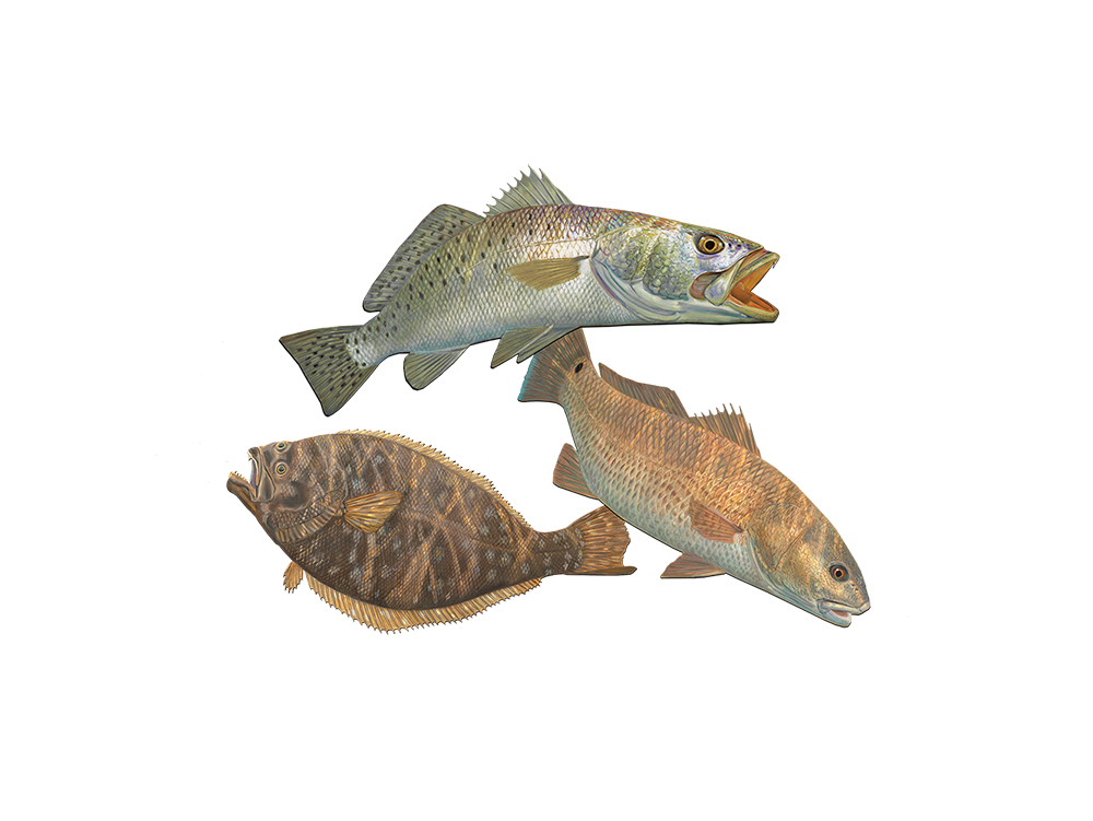 Inshore Slam Saltwater Fish Stickers Sea Trout, Redfish, Flounder Decals