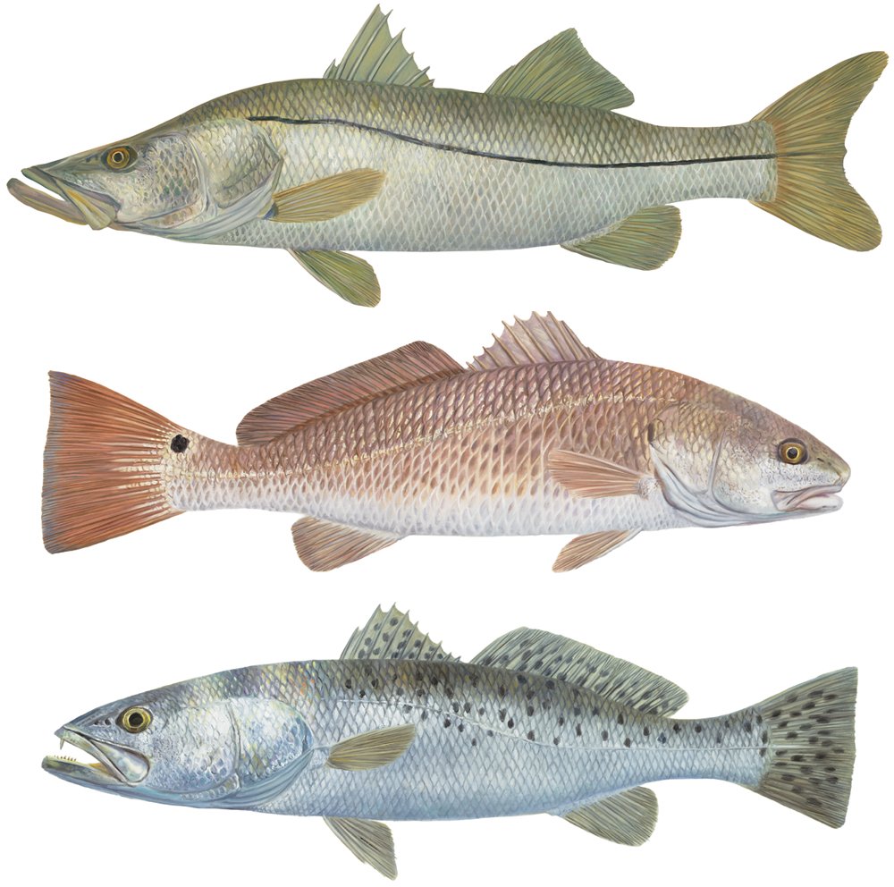 12" X 9" Inshore Slam Trout, Snook, Redfish Decal - Skiff Life