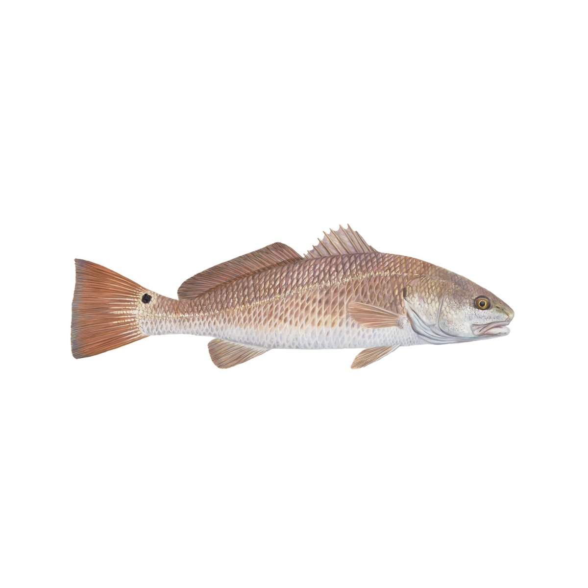 Lifelike Redfish Decal by Skiff Life | UV - Protected Vinyl Red Drum Sticker for Cars, Trucks, Boats - Skiff Life