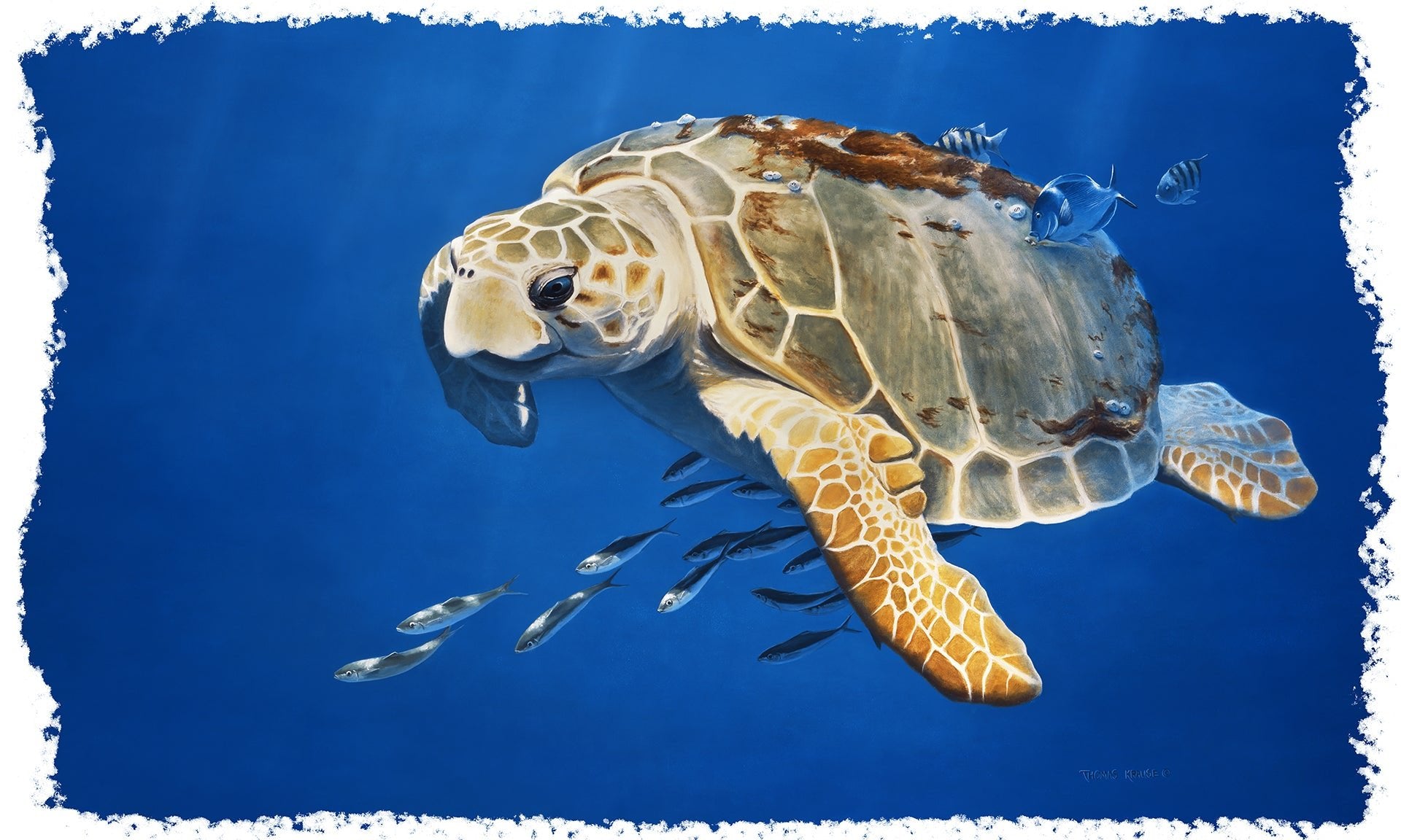 Loggerhead Sea Turtle Youth Long Sleeve Tshirt for Kids - Skiff Life