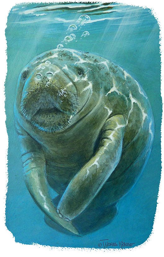 Manatee TShirt for Women by Skiff Life - Skiff Life