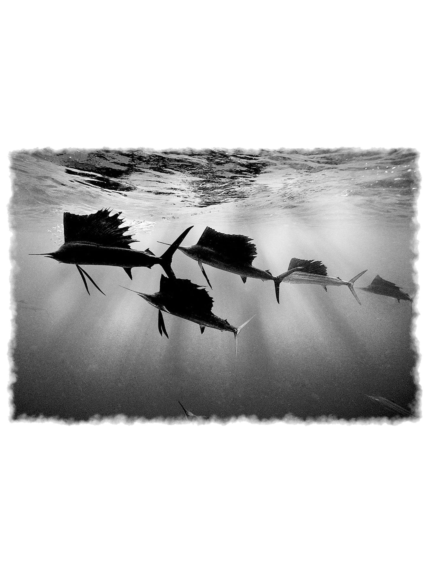 Pat Ford Sailfish Vignette Fishing Shirt - Skiff Life