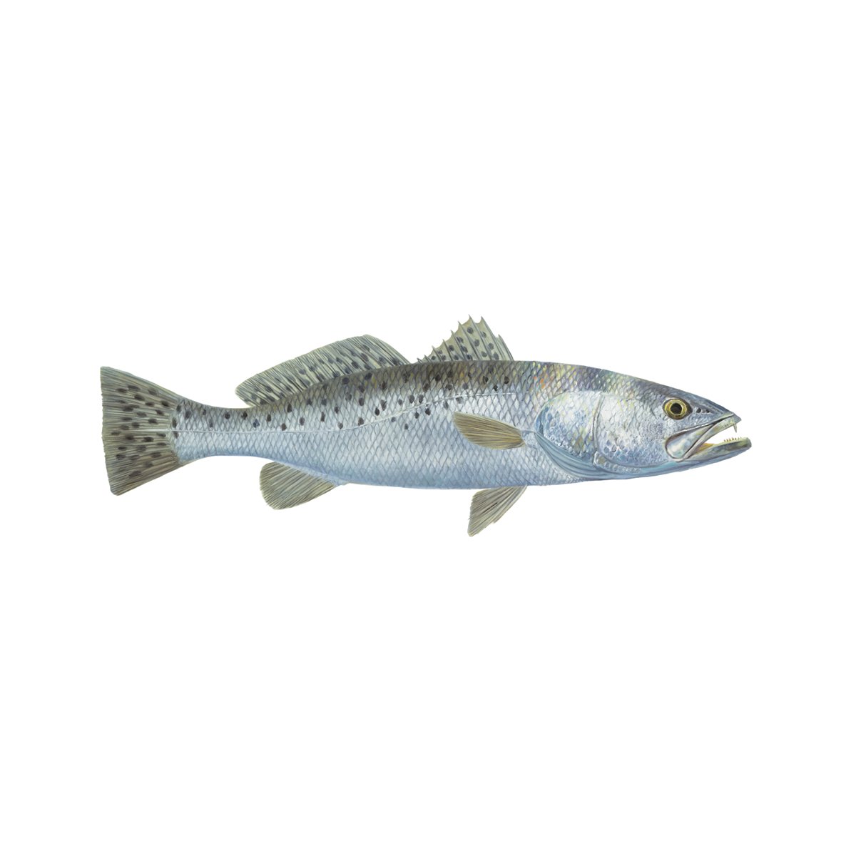 Speckled Sea Trout Decal | UV - Protected Vinyl Trout Sticker for Cars, Trucks, Boats - Skiff Life