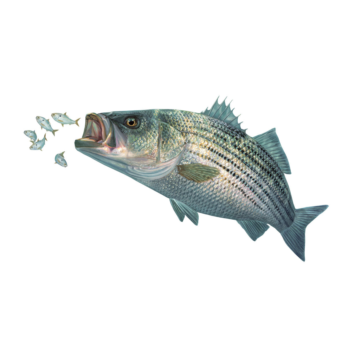 Striped Bass Decal with Baitfish Chased By Striper - Skiff Life