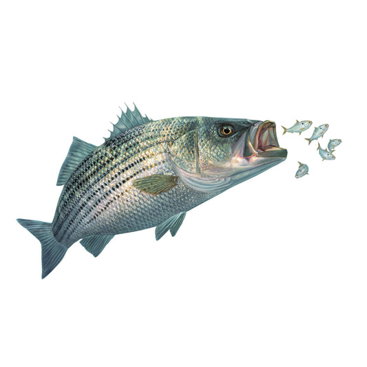 Striped Bass Decal with Baitfish Chased By Striper - Skiff Life