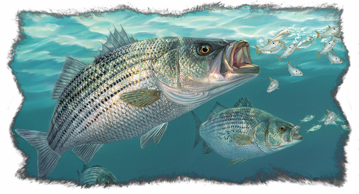 Striped Bass Fishing Shirts with Baitfish by Artist Randy McGovern Yellow / 2XL