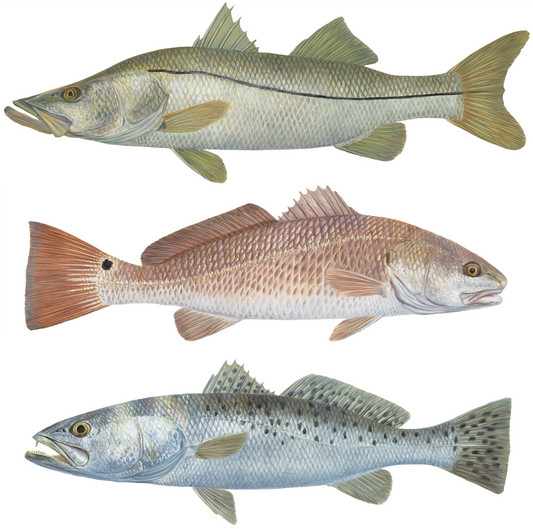 Trout, Snook, Redfish Decal Mini - Skiff Life