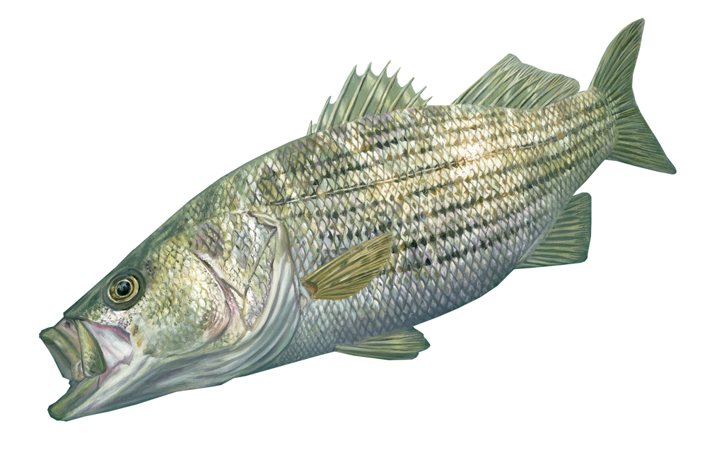 Striper Fish Stickers Authentic Striped Bass Decal by Randy McGovern Art