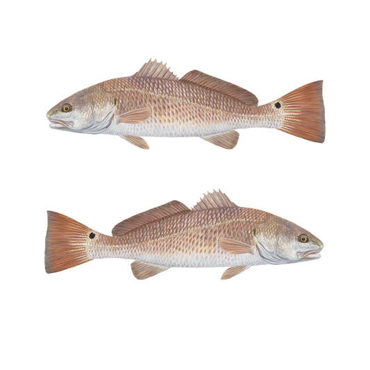 Redfish Decal Lifelike Mini - Skiff Life
