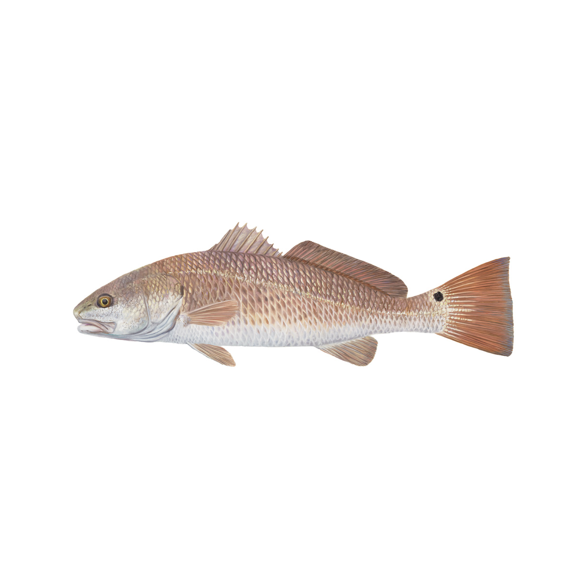 Redfish Decal Lifelike Mini - Skiff Life