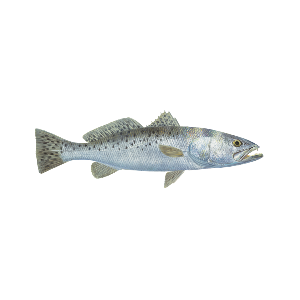 Speckled Trout Decal Mini - Skiff Life